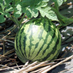 LOFM Kids Harvest Watermelons