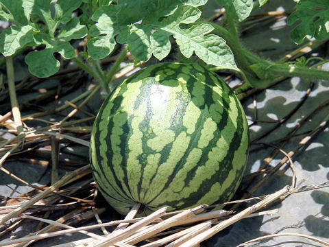 Read more about the article LOFM Kids Harvest Watermelons